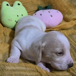 Girl 2 - Dachshund puppy from Neeley Family's Weenies