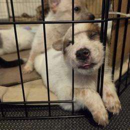 Girl 7 - female Australian Cattle Dog puppy in North Las Vegas, Nevada from Wild Sage Cattle Dogs