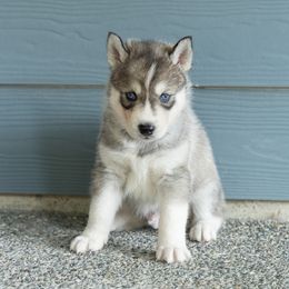 Sonic - Gray and white male Siberian Husky puppy in Mc Cleary, Washington from Chelsea's Huskies