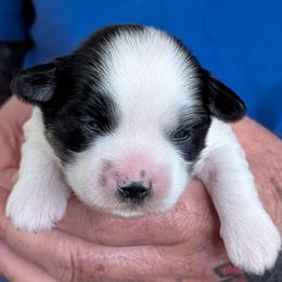 Louis - Parti male Lhasa Apso puppy in Fort Worth, Texas from Cynthia's Lhasa Apsos