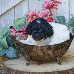 Poppy - Black and white female Cockapoo puppy in Seattle, Washington from Sweet Home Doodles