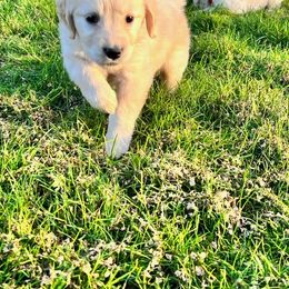 Golden Retriever and Labrador Retriever Puppies from Abels Envy Retrievers