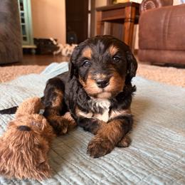 Susie Q - Tri-color female Bernedoodle puppy in Newkirk, Oklahoma from Dirty Dogs Doodles