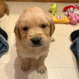 Rinser - Golden female Golden Retriever puppy in Grant County, Indiana from On The Sunny Side Pavey Farms