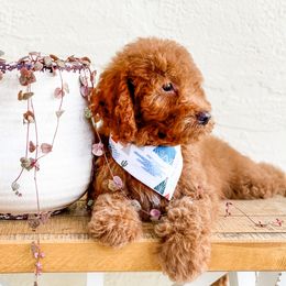 Bernedoodle, Goldendoodle, and Poodle Puppies from Florida Pumpkadoodles