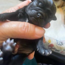 Black girl 1 - Black female Pug puppy in Onalaska, Washington from Cupid’s Pugs