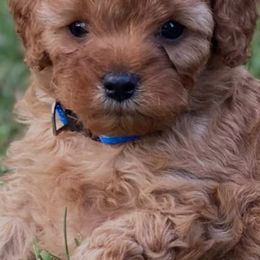 Cavapoos from Door County Cavapoo