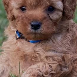 Cavapoos from Door County Cavapoo