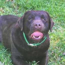 Sierra - Labrador Retriever