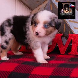 Alpine - Blue merle female Australian Shepherd puppy in Granbury, Texas from Texas Miniature Aussies