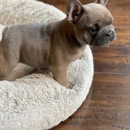 French Bulldogs from Roley Poley Frenchies