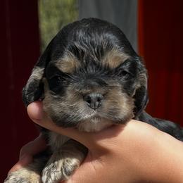 April - Black white and tan female Cocker Spaniel puppy in Fairview, Utah from Hidden Valley Cocker Spaniels