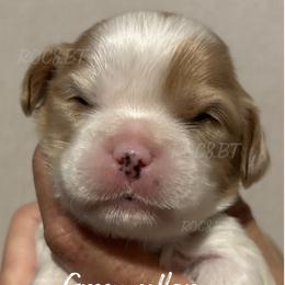 George - Blenheim male Cavatzu puppy in Oklahoma from Rocky Oak Cavaliers & Biewer Terriers LLC