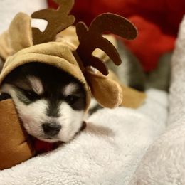 Blitzen - Black and white male Pomsky puppy in Diamond Lake, Washington from Husky Haven WA