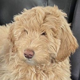 Pearl - Labradoodle