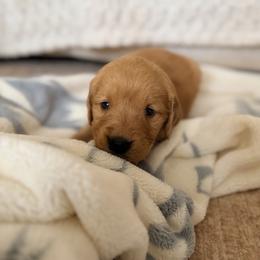 Purple Color Girl - Dark golden female Golden Retriever puppy in Loma Rica, California from BloomingPuppies