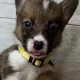 PB boy 2 - White and red male Pembroke Welsh Corgi puppy in Dickinson, Texas from Gulf Coast Corgis