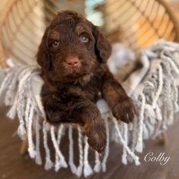 Colby - Chocolate male Goldendoodle puppy in Las Vegas, Nevada from Dose of Doodles