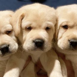 Labrador Retrievers from Grand Oaks Labradors