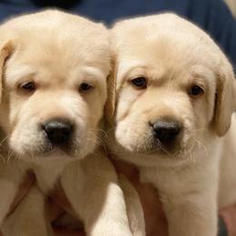 Labrador Retrievers from Grand Oaks Labradors