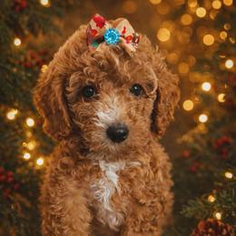 Oakley - Red female Cavapoo puppy in Salem, Oregon from Oregon Poodle Oodle Doodles