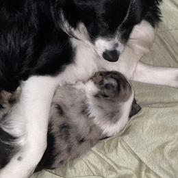 Miniature Australian Shepherd Puppies from Peace Creek Aussies
