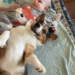 Pembroke Welsh Corgi All Grown Up from The Hallway Farm