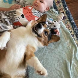 Pembroke Welsh Corgi All Grown Up from The Hallway Farm