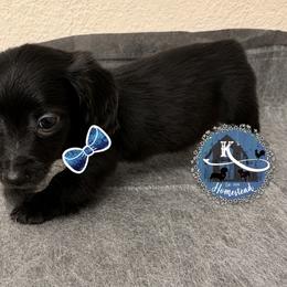 Joe - Black male Dachshund puppy in Clearlake Oaks, California from K’s Homestead