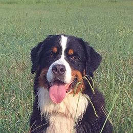 Bernese Mountain Dogs from Tollhaus
