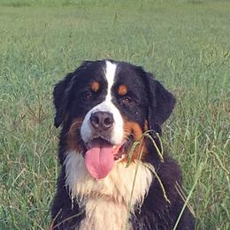 Bernese Mountain Dogs from Tollhaus