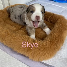 Miniature Australian Shepherd and Toy Australian Shepherd Puppies from Rye Hill Aussies