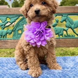 Goldendoodle Puppies from True Friend Doodles