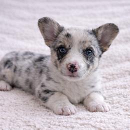AKC - Quad Clear Merle - Boy 1 One Blue Eye - Blue merle and white male Cardigan Welsh Corgi puppy in Tombstone, Arizona from WeVolution Off-Grid