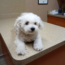 Bichon Frise Puppies from JMs Bichons