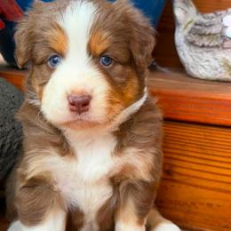 Autumn - Red tri-color female Australian Shepherd puppy in Boise, Idaho from Black Canyon Corral Aussies
