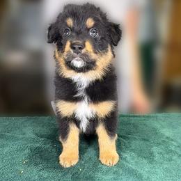 Butter Ball (grey) - Black tri-color male Australian Shepherd puppy in Falmouth, Kentucky from Queen City Farm