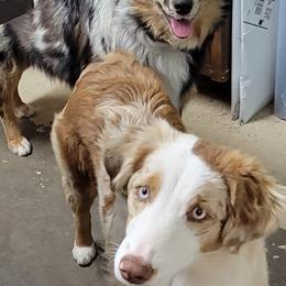 Australian Shepherds from K Bar H Farms