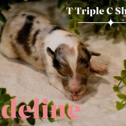 Adeline (Pending waiting list) - Sable merle and white female Shetland Sheepdog puppy in Gladbrook, Iowa from T Triple C Shelties