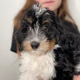 Fontina (dark purple) - Tri-color female Bernedoodle puppy in Surprise, Arizona from Huckleberry Doodles