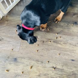 Doberman Pinscher Puppies from TeatreeDoberman