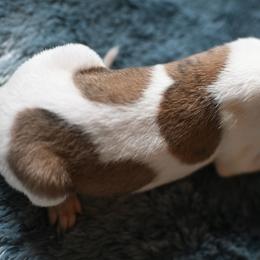 Orion - White and red brindle male Whippet puppy in Gentry, Arkansas from Mardel Robeson of Mulberry Hollow Whippets
