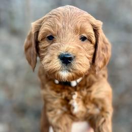 White Female - Apricot female Goldendoodle puppy in Great Falls, Montana from Montana Goldendoodles