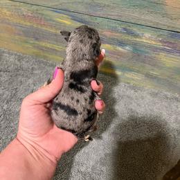 Girl 1 Merle - Black and silver female Miniature Schnauzer puppy in Hickory Grove, South Carolina from Oopsie Doodles