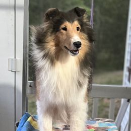 Bullmastiff and Shetland Sheepdog All Grown Up from RCS Kennels