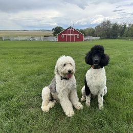 Sheepadoodle puppies from Smith Acres Doodles