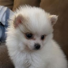 Jyn erso - Cream parti female Pomeranian puppy in Newport News, Virginia from Itty Bitty Poms