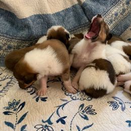 Collie Puppies from Kindred Spirit Collies
