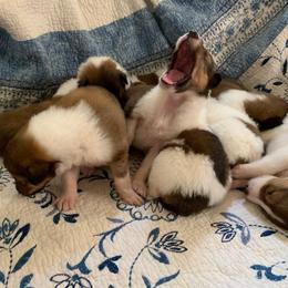 Collie Puppies from Kindred Spirit Collies