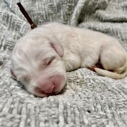 Brown - White and tan female Great Pyrenees puppy in Bloomington, Illinois from Odyssey Great Pyrenees